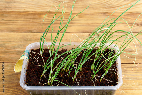 Plastic container with sprouts of green onions on a wooden background.
