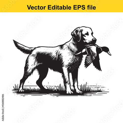 vector hunting Labrador retriever/ Brittany Spaniel dog Majestic Canine Retriever Amidst a Wetland Scene Hunting With Unwavering Focus Hunting Dog's Aquatic Pursuit The Quintessential Sporting Breed L