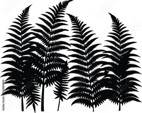 Tree Ferns In Mist Silhouette, Misty Jungle Ferns Silhouette
