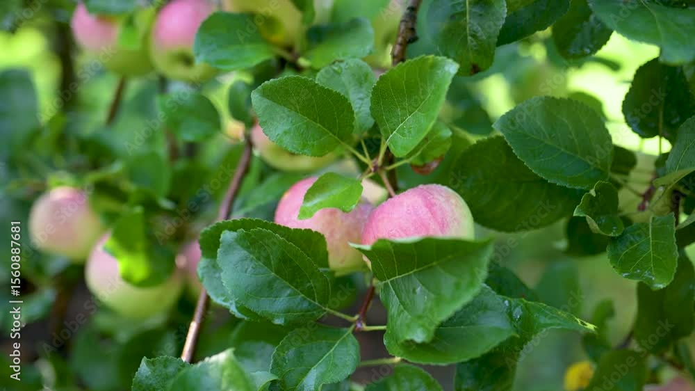 Close-up of female hands picking red apples on tree branch on sunny rainy day. Harvesting ripe fruit in an apple orchard. Gardening and lifestyle of self-sufficiency. Close-up of female hands picking red apples on tree branch on sunny rainy day. Harvesting ripe fruit in an apple orchard. Gardening and lifestyle of self-sufficiency.