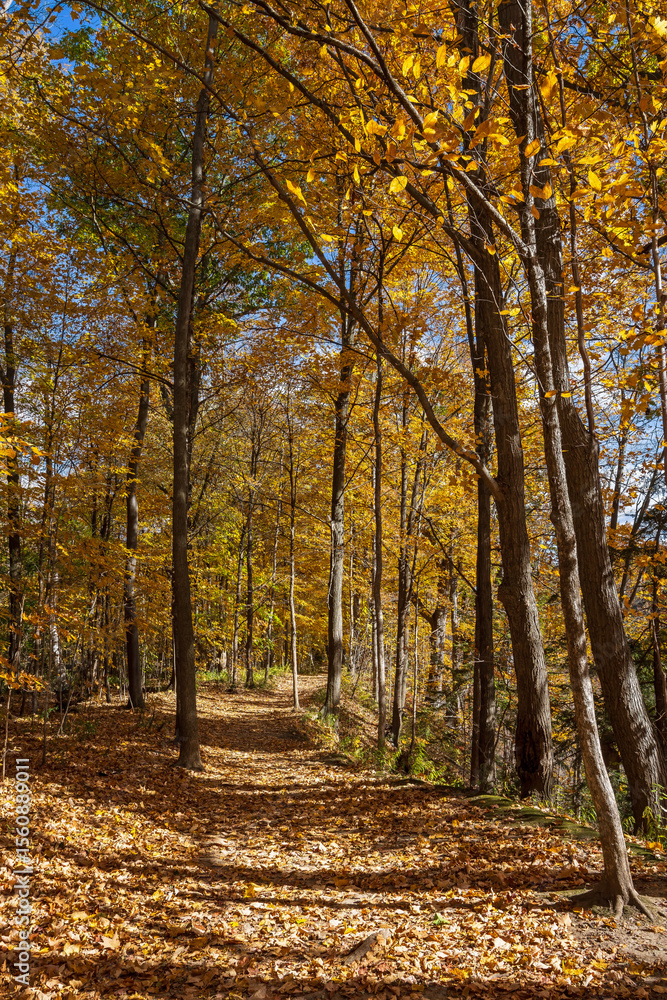 Fototapeta premium Beautiful Autumn scenery along Spencer Gorge hiking trail in Hamilton Dundas Peak, Ontario, Canada