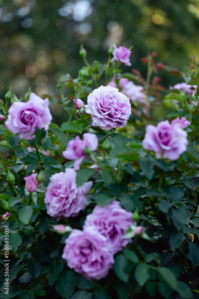 purple roses in the garden purple roses in the garden