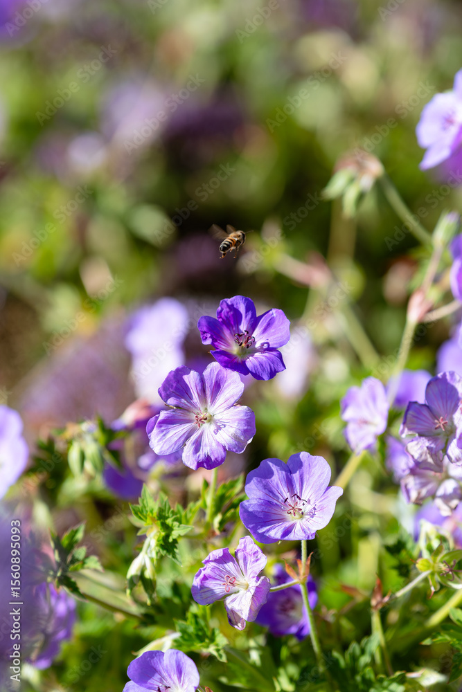 Bee flying over Geranium flowers Bee flying over Geranium flowers