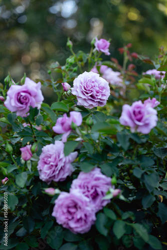 purple roses in the garden