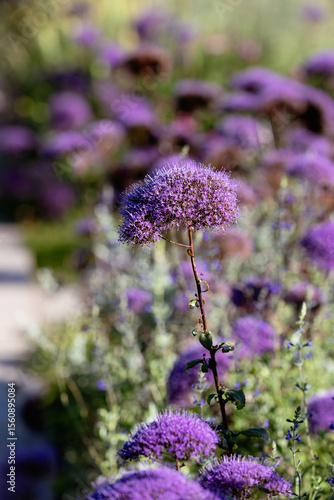 Trachelium Caeruleum Flowers