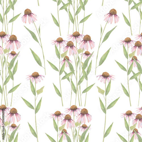 Watercolor seamless pattern of Echinacea flower. Hand-drawn clip-art on white background. Delicate realistic images of herbs for packaging, textiles, printing, holiday cards, wedding