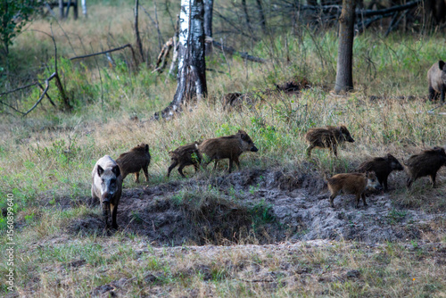 Photos A sounder of wild boars, including adults and young, moves through a dense, gree