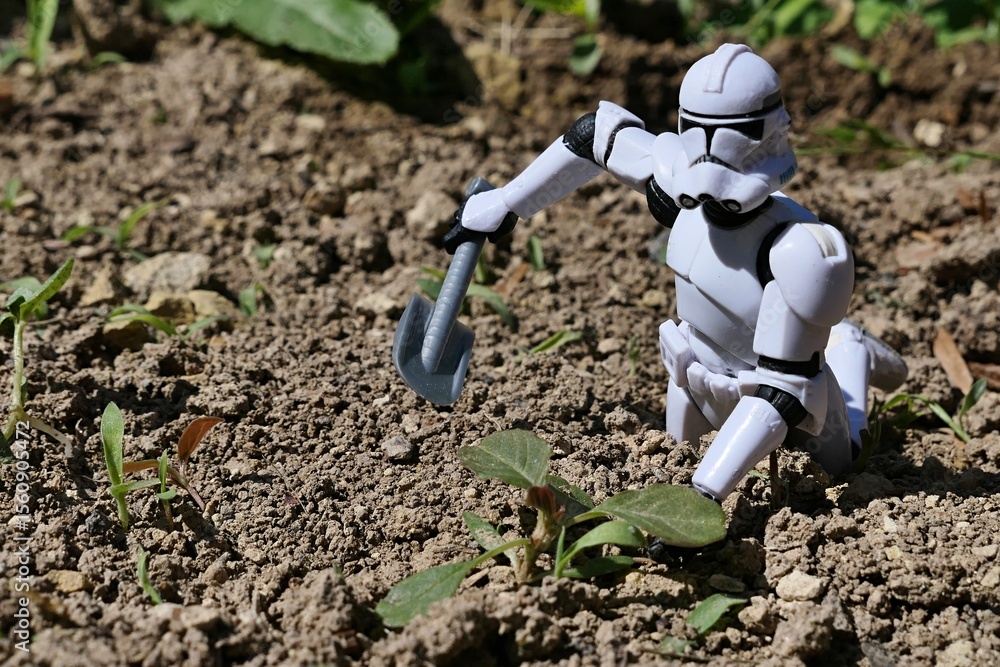 Naklejka premium Star Wars figure of Clone Trooper digging some small weed plant from garden soil, while kneeling on ground. Spring daylight sunshine. 