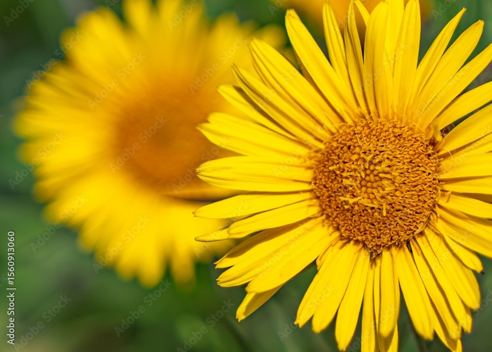 Bright yellow summer flower in macro detail, with soft-focus background. Vivid petals and natural textures perfect for botanical, seasonal, or cheerful nature themes Bright yellow summer flower in macro detail, with soft-focus background. Vivid petals and natural textures perfect for botanical, seasonal, or cheerful nature themes