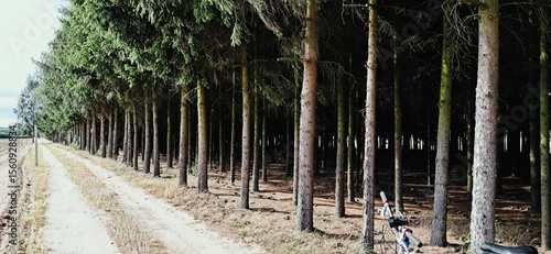 Fototapeta Naklejka Na Ścianę i Meble -  piękny las w Żelechowie pod warszawą