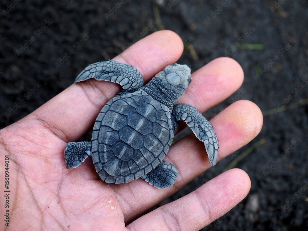 custom made wallpaper toronto digitalLittle baby sea turtle in the palm of the hand on a background of black sand