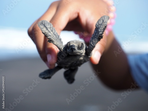 Wallpaper Mural Little girl holding a baby sea turtle with flying pose on the beach. Selective focus. Torontodigital.ca