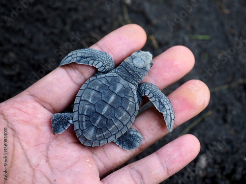 Wallpaper Mural Little baby sea turtle in the palm of the hand on a background of black sand Torontodigital.ca