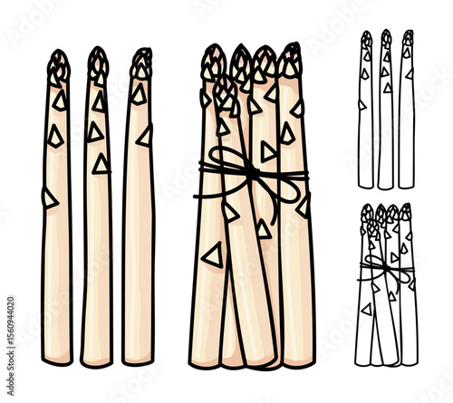 White Asparagus (Asparagus officinalis) Monoline 
Hand Drawn Vector Illustration Set Isolated