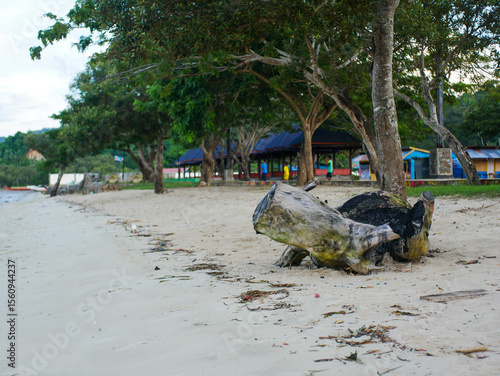 dead tree on the beach.