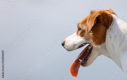 Close-up profile of a jack russell terrier panting with its tongue hanging out against a light blue background, showcasing the dog's exhaustion or thirst on a hot day