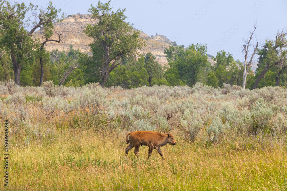 Fototapeta premium Bison calf at Theodore Roosevelt National Park, North Dakota
