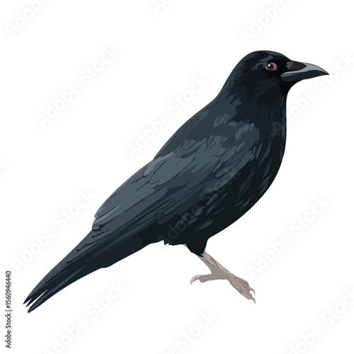 vector illustration of crow isolated in White Background, crow vector