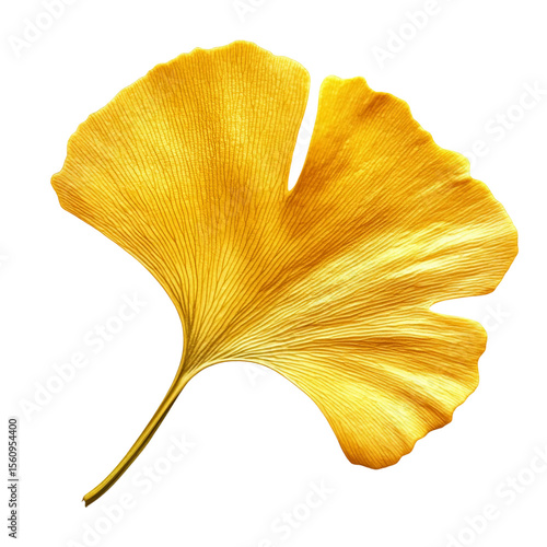 Golden ginkgo biloba leaf isolated on white background ai png isolated on a white background 