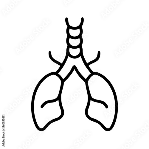 Trachea with bronchi and lungs in simple line art  