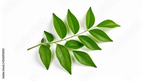 Fresh curry leaves branch, vibrant green foliage on a clean white background