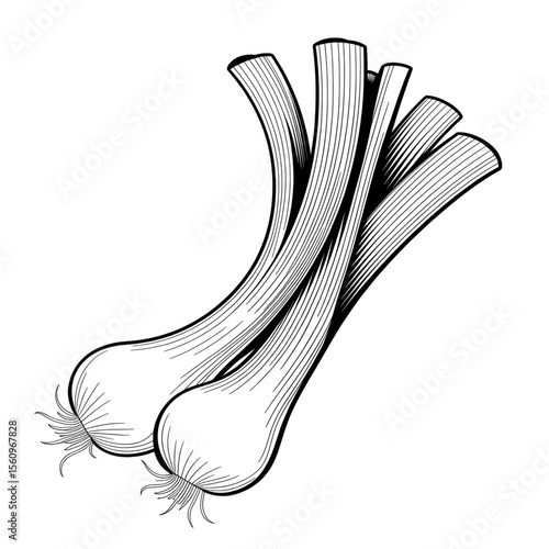 Leek illustration vector style line drawing pencil art colouring page 