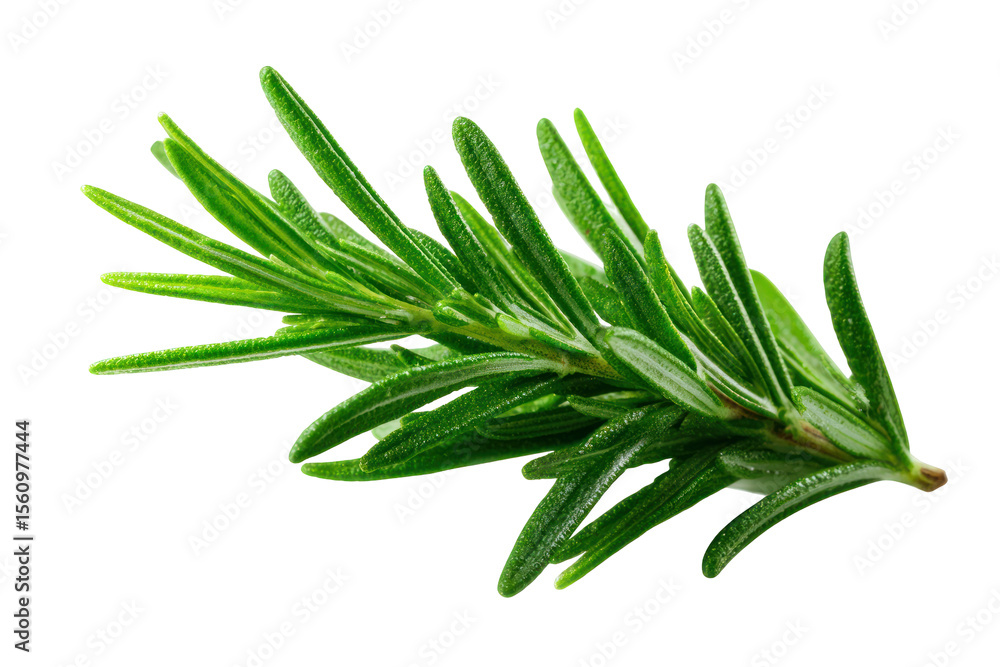 Fototapeta premium Rosemary Vivid Green Leaf Herb - Fresh rosemary herb with vivid green leaves isolated on transparent background