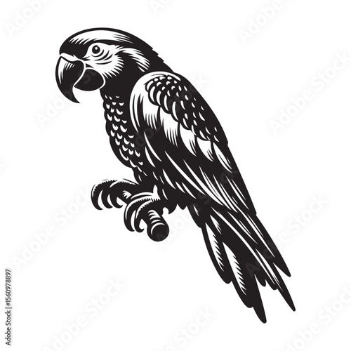 black and yellow macaw ara ararauna