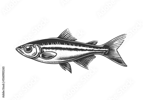 Minnow Fish Engraved Hand Drawn Natural Illustration Vector Isolated by AZ for Books, Arts, Design and Decoration Graphic Asset