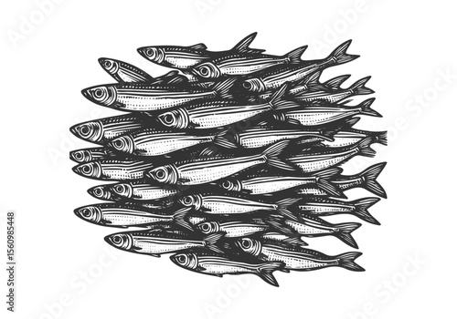 Minnow Fish Engraved Hand Drawn Natural Illustration Vector Isolated by AZ for Books, Arts, Design and Decoration Graphic Asset