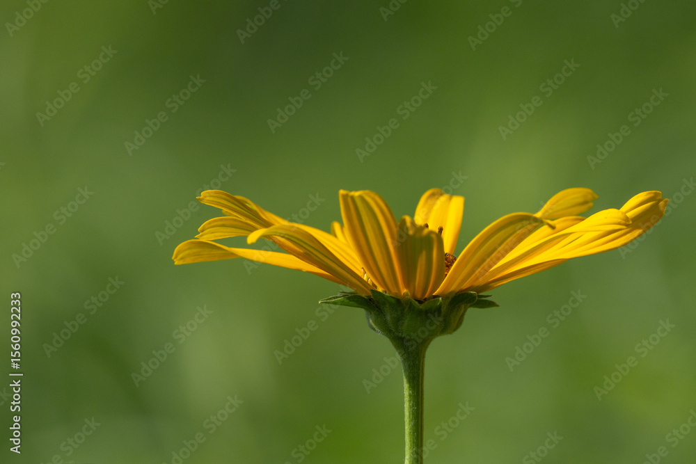 Obraz premium Yellow flower profile