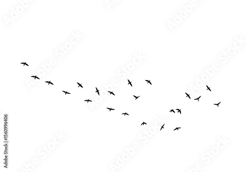 A flock of birds in silhouette flying in a curved line across a white background, isolated on transparent background