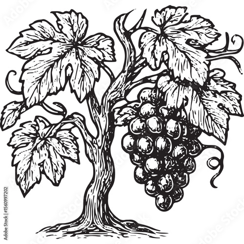 Stylized grapevine tree illustration in black-and-white, perfect for wine labels, vineyard art, and vintage nature designs