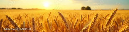 Sun-Drenched Wheat Fields Swaying Gently in the Summer Breeze, a Breathtaking Harvest Scene of Golden Abundance