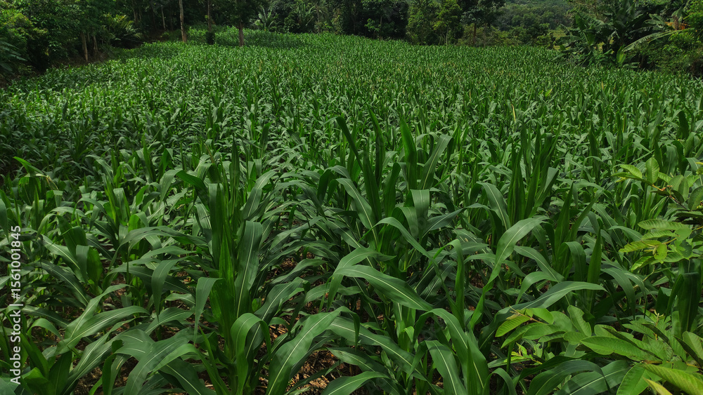 Naklejka premium Lush Green Cornfield Landscape Vibrant Rows of Corn Plants