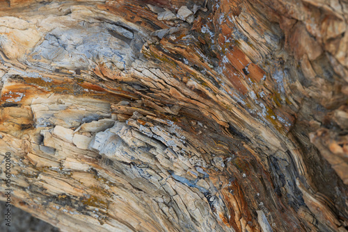 Photos Petrified Forest at Theodore Roosevelt National Park, North Dakota