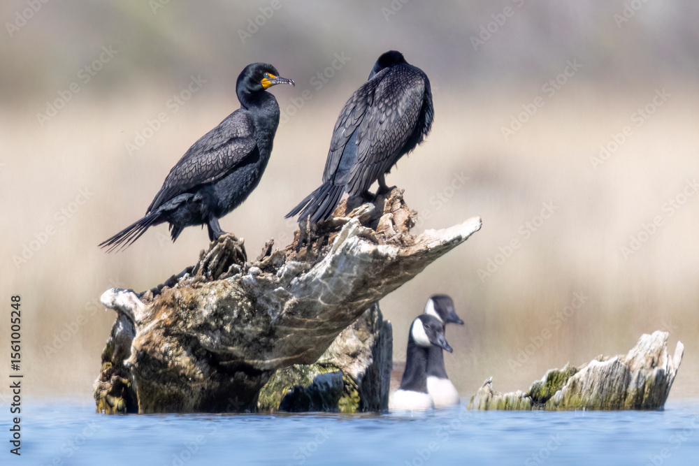Fototapeta premium Wild double-crested cormorant in a state park in Colorado.