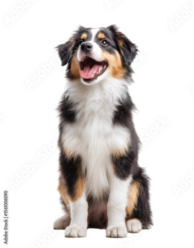 A cheerful Australian Shepherd dog sitting upright with a bright expression. showcasing its fluffy coat and alert demeanor. against a clean white background. ideal for pet-related content