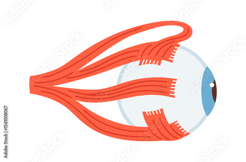 Human eyeball cartoon vector illustration. Anatomical structure of the eye muscles symbol on white background. Drawing human organ of vision structure for medical infographic, children simple design