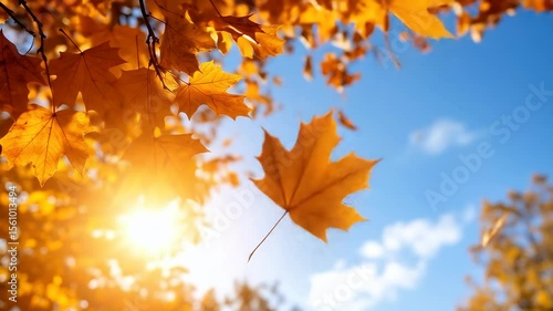 Falling Autumn Leaf in the Golden Sunlight: A single orange maple leaf falls from a branch against a bright blue sky. The warm sun creates a beautiful golden glow on the autumn foliage.