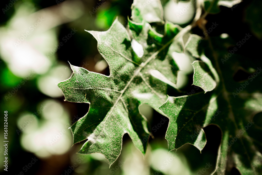 Fototapeta premium Oak Leaves 