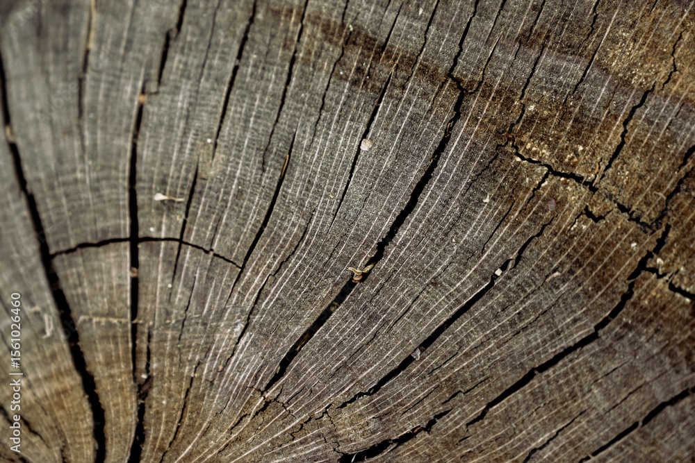 Fototapeta premium old wood texture