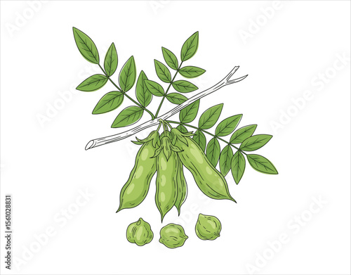 Fresh chickpeas. Green chickpeas on a twig with leaves. An ingredient for various dishes. Line art style. Vector illustration for design and decoration.