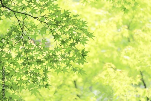 新緑の青もみじとキラキラの木漏れ日