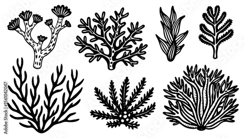 Collection of hand drawn black and white illustrations of various seaweed and coral
