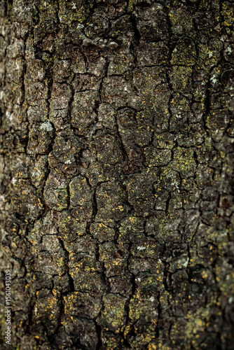 tree bark texture