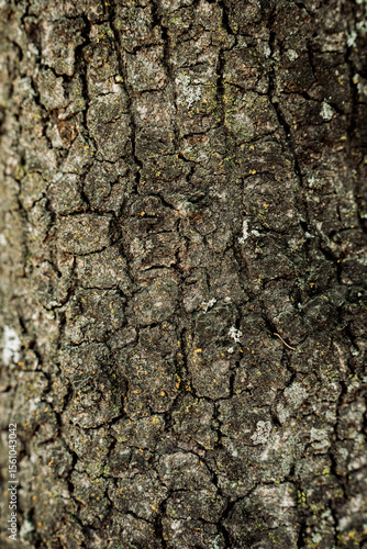 tree bark texture