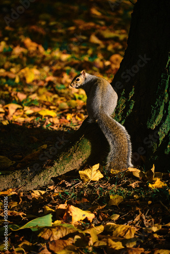 squirrel on a tree