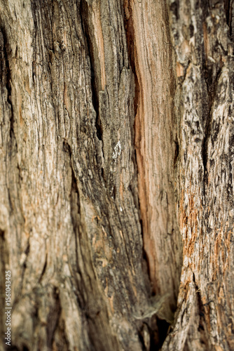 bark of a tree