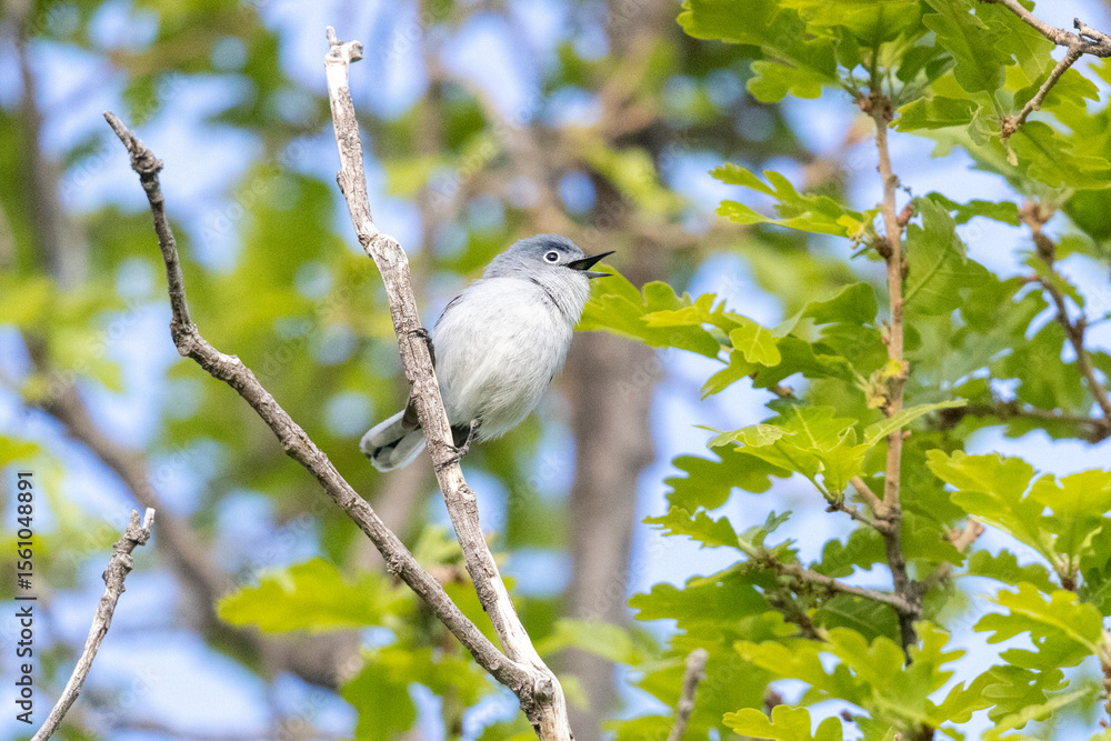 Obraz premium A wild blue-gray gnatcatcher perched in a tree in a park in Colorado.